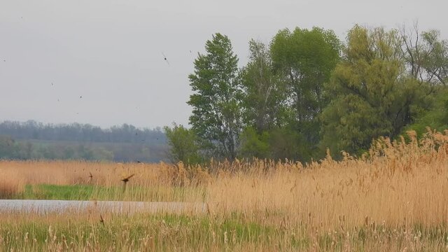  swifts (apus melba) fly over the reeds by the river, natural sound