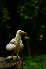 A cheeky Vulture, one of the Birds of Prey at Willows,  near Sevonoaks, Kent