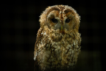A cute owl, one of the Birds of Prey at Willows,  near Sevonoaks, Kent