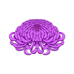 Obraz premium 紫色の菊の花