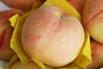 한국봉숭아입니다