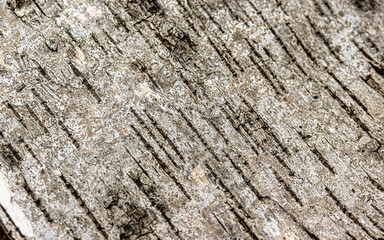old wood texture