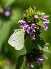 butterfly on a background of green grass in the summer day
