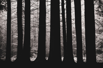 ladock woods near Truro Cornwall england uk 