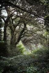 Fototapeta premium woodland in Cornwall England uk 