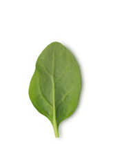 Green spinach leaf on white background, top view