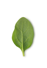 Obraz premium Green spinach leaf on white background, top view