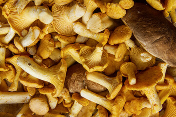 Full frame shot of fresh yellow delicious wavy vegetarian chanterelle and boletus mushrooms for sale in a outdoor autumn or fall season market