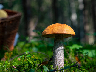 A wicker basket stands next to an aspen tree in a forest clearing.