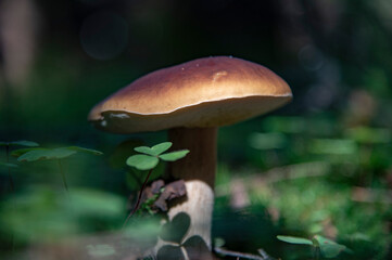 Boletus edulis.A white mushroom in a forest clearing. Selective focus on the mushroom cap, blurred background.