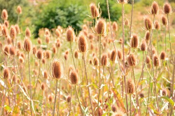 Cardos cardadores, dipsacus fullonum, en el campo al final del verano
