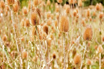 Cardos cardadores, dipsacus fullonum, en el campo al final del verano