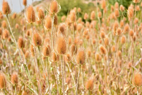 Cardos cardadores, dipsacus fullonum, en el campo al final del verano