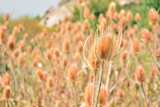 Cardos cardadores, dipsacus fullonum, en el campo al final del verano