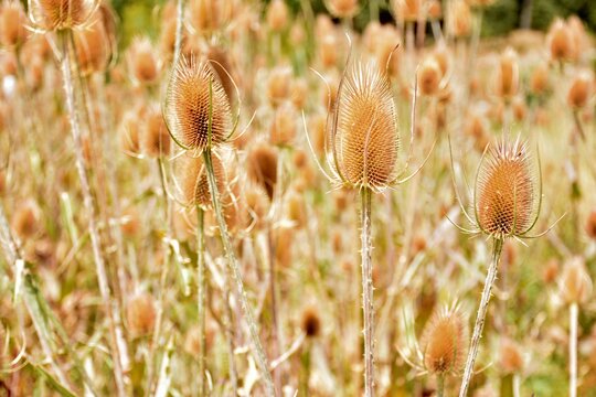 Cardos cardadores, dipsacus fullonum, en el campo al final del verano