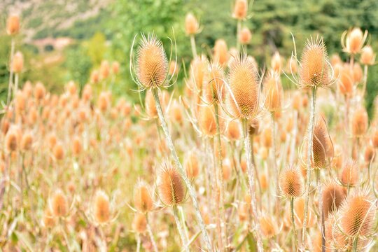 Cardos cardadores, dipsacus fullonum, en el campo al final del verano