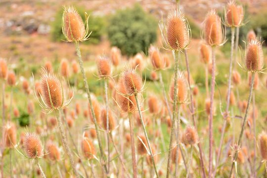 Cardos cardadores, dipsacus fullonum, en el campo al final del verano