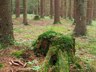 Dence spruce forest in the Sumava mountain in the Czech Republic