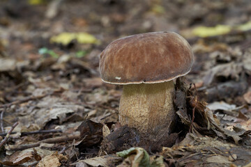 Edible mushroom Boletus reticulatus in deciduous forest. Known as summer cep. Wild mushroom growing in the leaves.