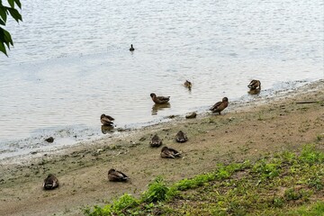 Sleeping ducks on the shores of Lake Valdai.