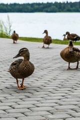Fototapeta premium Portrait of a duck on the shore of the lake.
