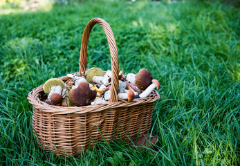 A wicker basket full of wild mushrooms stands on the green grass.