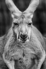 Fototapeta premium Un kangourou