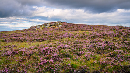 Fototapeta na wymiar Crags and heather on Padon Hill, is in the Cheviot range just west of Otterburn in Northumberland National Park with the Pennine Way passing over it