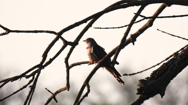 common cuckoo (cuculus canorus) sits on a tree branch on a white screen and flies away, natural sound