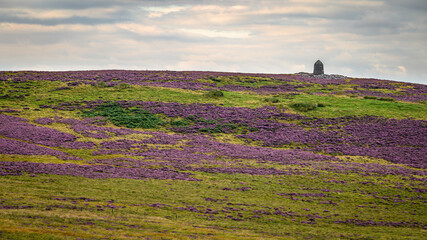 Padon Hill Monument in purple heather.  Padon Hill is in the Cheviot range just west of Otterburn...