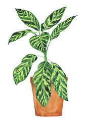 Dieffenbachia Dumb canes potted plant isolated on white background. Watercolor hand drawing illustration. Indoor flowerpot. Perfect for botanical design.
