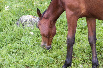 Naklejka na ściany i meble Close-up of a brown horse's head eating green grass in a mountain pasture. The concept of livestock breeding.