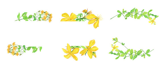 Set of St Johns wort plant frame isolated on white background. Watercolor hand drawn illustration. Yellow flower of Hypericum perforatum.