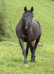 Obraz premium Brown horse on the background of green grass in close-up. Looking into the frame and walking gracefully toward the camera. Mountain pasture. The concept of livestock breeding.