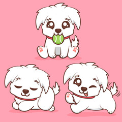 cute white puppy with different poses