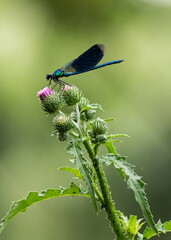 dragonfly on a plant close up sits on a green