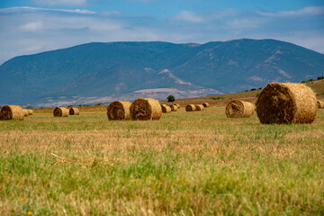 Rolled-up hay in a meadow against the background of mountains. A beautiful landscape with hay at the end of summer.