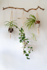 Decorative macrame plant hanger with cotton yarn, hanging from a wood branch, decorating the...