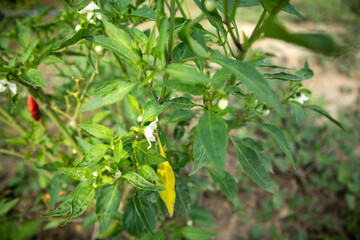 hot chili peppers A vegetable that is used as an ingredient in cooking