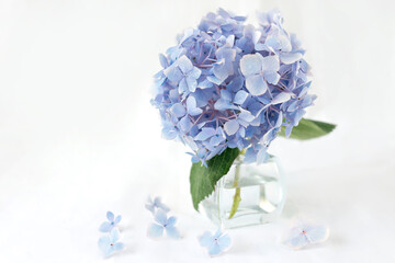 Hydrangea (hortensia) flower in a geometric glass jar on a neutral background, defocused fallen flowers. Background with blue flowers. Soft, selective focus. Copy space.