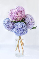 Hydrangea (hortensia) bouquet in vase, blue, pink, flowers with water drops on petals. Selective focus on water drops, soft neutral background.