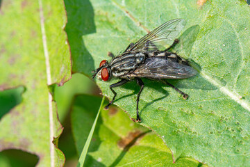 Fly, carrion, black fly sits on a green leaf close-up. Natural background.