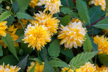 Close-up of the Kerria Japonica Pleniflora shrub