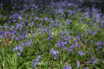 Bluebells in Staffhurst Woods near Oxted Surrey