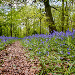 Bluebells in Staffhurst Woods near Oxted Surrey