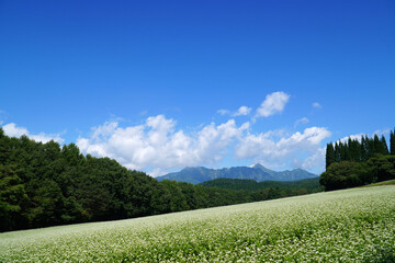 戸隠高原のそば畑