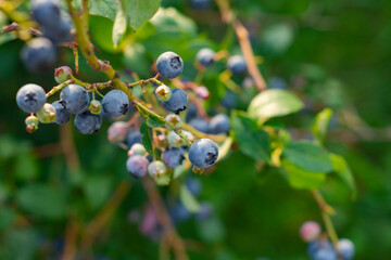 Fresh ripe blueberries on the growing bushes.