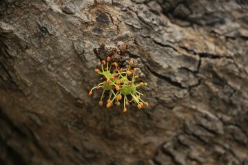 Macro tree bark with a little growing plant in the middle