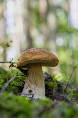 Large beautiful white mushroom boletus with beautiful texture of leg growing in fallen leaves, moss and a twigs in a light autumn Latvian forest