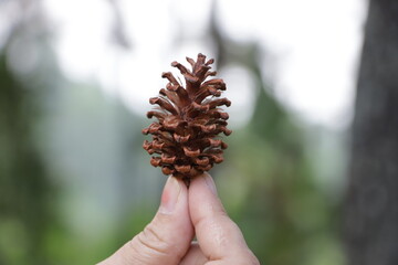 pine flower in hand